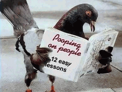 pigeon.jpg